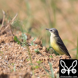 マミジロツメナガセキレイ。