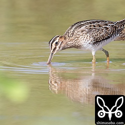 本当にタシギだらけになってしまった。