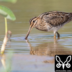 またまた、タシギ。