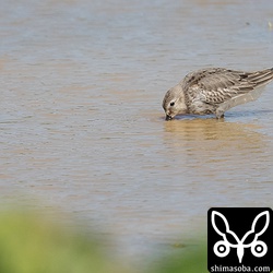 ハマシギ幼羽→第1回冬羽。先日、ハマシギの幼鳥の胸には縦斑があるのが特徴と教えてもらったのが役立った。^^