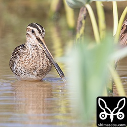 上と同じ個体。