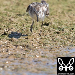 正面からヨーロッパトウネン。