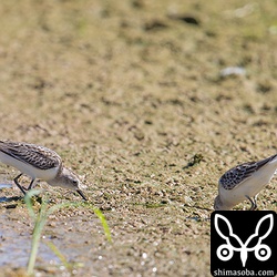 左がヨーロッパトウネン幼鳥、右がトウネン幼鳥。