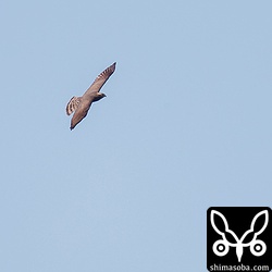 サシバ成鳥メス。