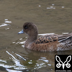 ヒドリガモのメス。