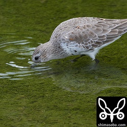 水路の底の小さな虫を捕まえていた。