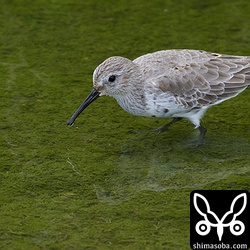ハマシギ第1回冬羽。
