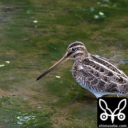タシギ。先週、たくさんいたタシギは数が減っていた。見つけたのは2羽だけ。