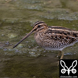 これもタシギ。