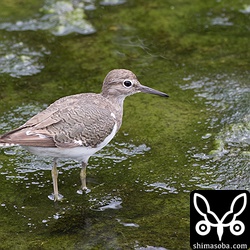 イソシギ成鳥。夏羽から冬羽へ変わりつつある。
