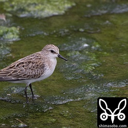 トウネン幼鳥。