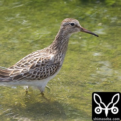 こちらも幼鳥のアメリカウズラシギ。