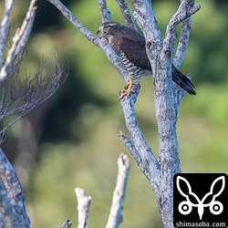 枝に止まり鳴き声を上げる。仲間のサシバに渡りの出発を呼びかけているのだろうか。