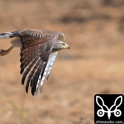 また獲物に向かって出撃するサシバ。熱い地面すれすれの低空飛行なので、写真撮影には陽炎が邪魔をしますね。もやっとしてる…。^^;
