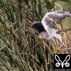 獲物のトカゲに向かって出撃!!