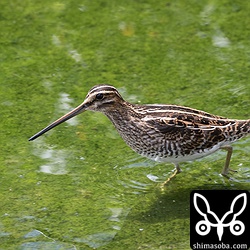 最近、ジシギはタシギしか見当たらなくなった。