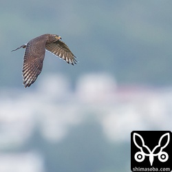 上昇気流をつかもうと名護の市街地上空を飛ぶサシバ。
