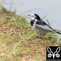 ハクセキレイのオス冬羽。