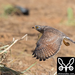 獲物がいる場所は草むらで、サシバが何を捕まえたのかよく見えなかった。