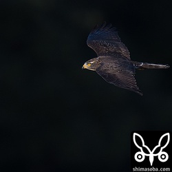 越冬地を目指して山間から現れたサシバ。