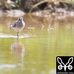 胸の模様はくっきり上下に分かれている。