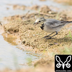 ニシシベリアハクセキレイの第1回冬羽。
