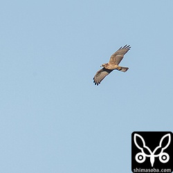 サシバの幼鳥。