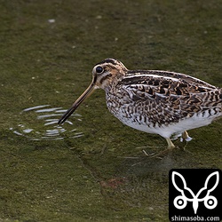 これもタシギ。このタイプはまず間違えない。