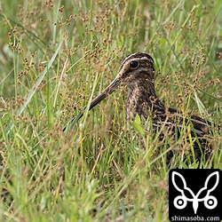 これもタシギ。