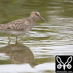 アメリカウズラシギ。タカブシギの群れに入ると目立たなかった。見過ごすところでした。^^;