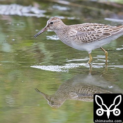 ヒバリシギやタカブシギが近くに来ると追い払っていた。