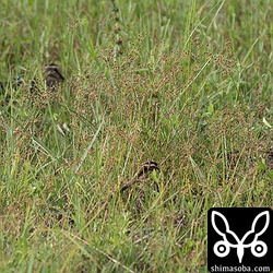 左上と中央がタシギで、右の1羽は不明。