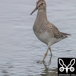 教科書通りのアメリカウズラシギですね。^^