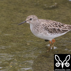 左足のメタルリングの記号は読めず…。