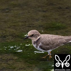 尾羽の一部が白いコチドリ。