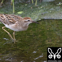ウズラシギ幼鳥。