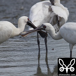 クロツラヘラサギはお互いの羽繕い。