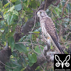 こちらのチョウゲンボウもメスの幼鳥。