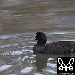 1羽でプカプカ浮いていて少し寂しそう。