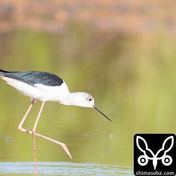 セイタカシギのオス。