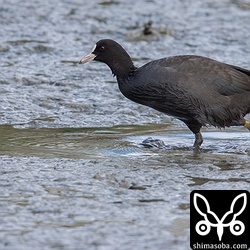 今季初のオオバンは幼鳥でした。