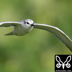 真剣な表情のクロハラアジサシ。