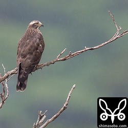 雨の中、サシバが枝に止まって獲物を探していた。