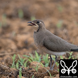 ツバメチドリ冬羽。10羽ほどの群れで休んでいた。