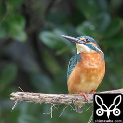カワセミのオス成鳥。水路に突き出た枯れ枝に止まっていた。
