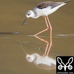 セイタカシギのメス。