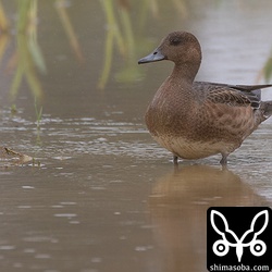 ヒドリガモ幼鳥メス。