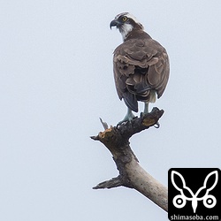 ミサゴ。沖縄で夏を越す個体もいれば、越冬のため渡ってくる個体もいます。