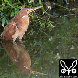 少しだけ警戒のリュウキュウヨシゴイ。しばらく離れれば元どおりになります。
