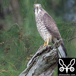 サシバのメス成鳥。カラスに追い回されていた。